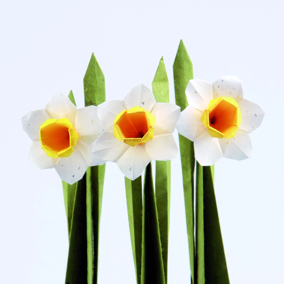 Daffodil by Assia Brill Diagrams: https://vallebird.files.wordpress.com/2018/02/daffodil1.pdf